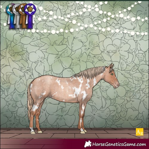 Horse Color:White Spotted Gold Champagne Roan
