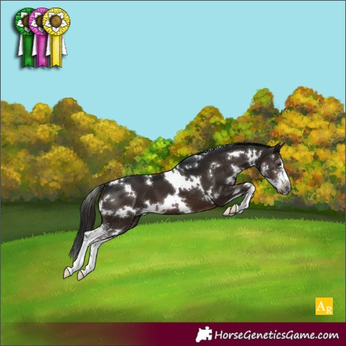 Horse Color:Gray White Spotted Brown Sabino