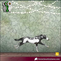 Horse Color:Powder White Gray Brown Sabino Frame Rabicano 