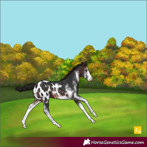 Horse Color:Brown Sabino Appaloosa 