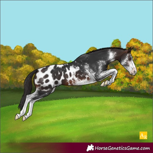 Horse Color:Brown Sabino Blanket
