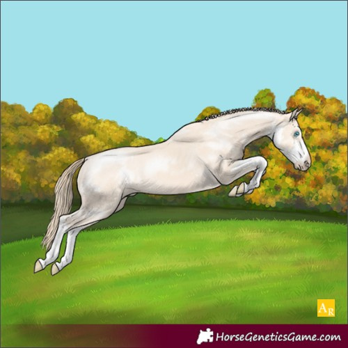 Horse Color:Perlino Sabino Appaloosa