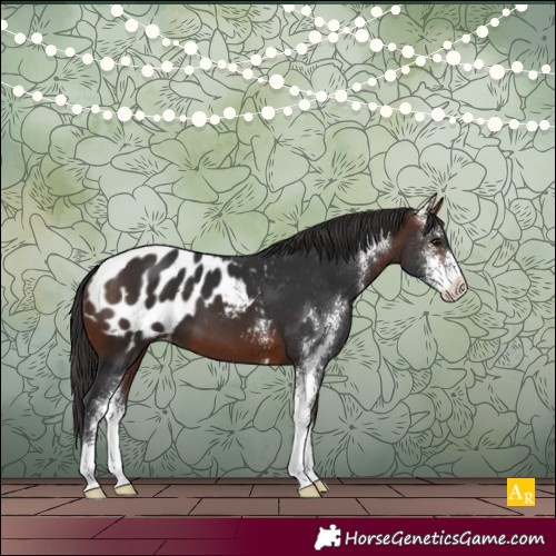 Horse Color:Brown Sabino Appaloosa