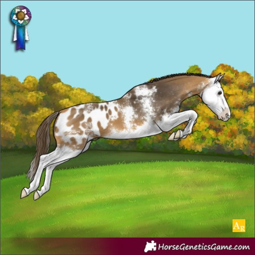 Horse Color:Buckskin Sabino Splash Appaloosa 