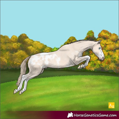 Horse Color:Perlino Sabino Appaloosa