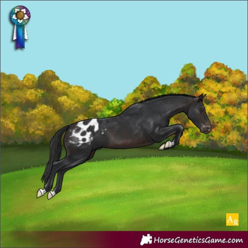 Horse Color:Brown Appaloosa 