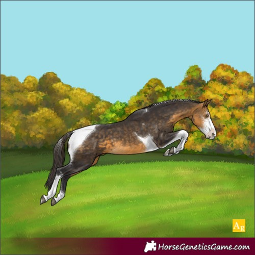 Horse Color:Buckskin Sabino Tobiano