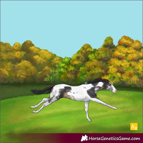 Horse Color:Brown Sabino Tobiano 