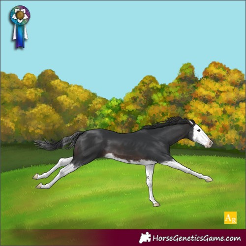 Horse Color:Brown Splash 