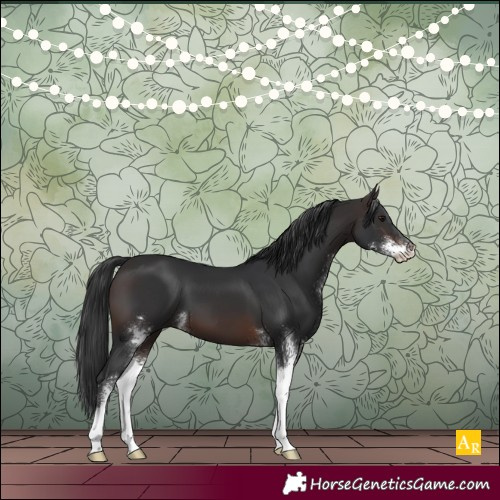 Horse Color:Brown Sabino 