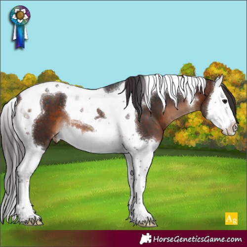 Horse Color:Brown Splash Tobiano Appaloosa 