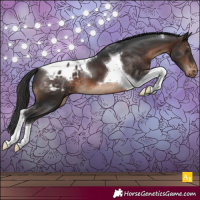 Horse Color:Brown Tobiano Blanket