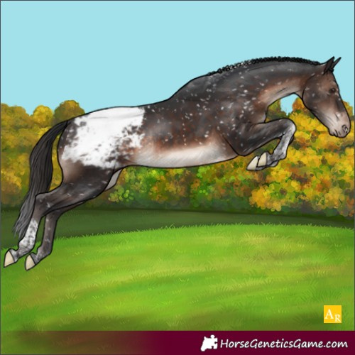 Horse Color:Brown Mushroom Tobiano Appaloosa Rabicano