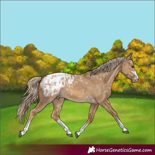 Horse Color:Chocolate Palomino Dun Appaloosa and Chocolate Palomino Dun Appaloosa