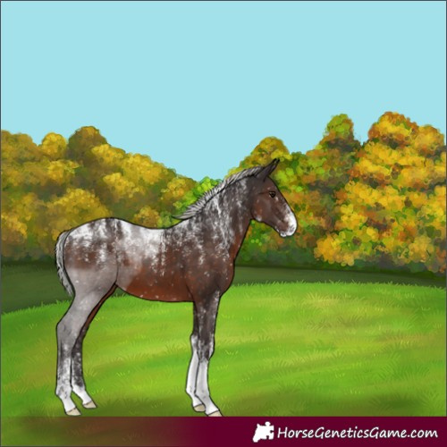 Horse Color:Powder White Silver Brown Appaloosa 