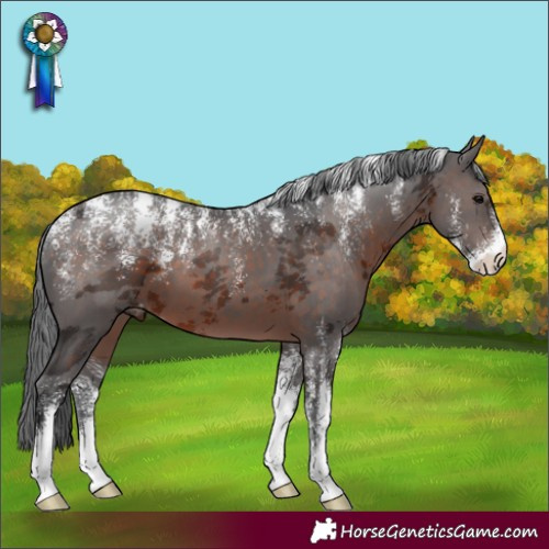 Horse Color:Powder White Brown Merle Appaloosa 