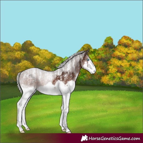 Horse Color:Powder White White Spotted Silver Brown Splash Appaloosa