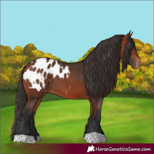 Horse Color:Bay Appaloosa