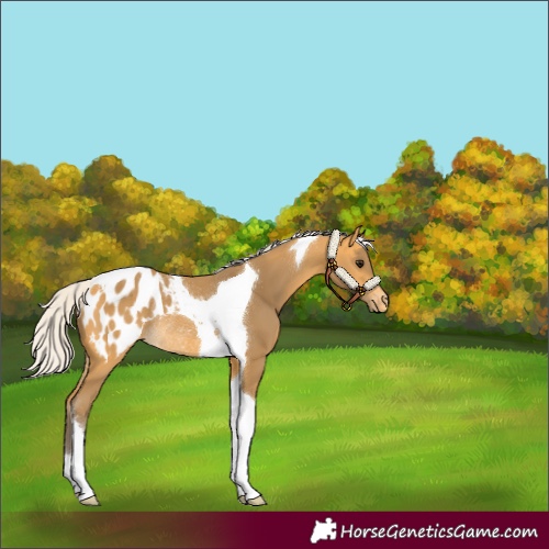 Horse Color:Silver Buckskin Tobiano Appaloosa Rabicano