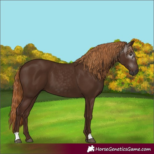 Horse Color:Gray Chestnut