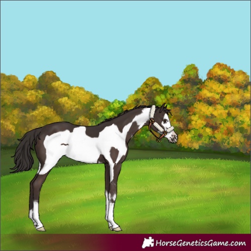 Horse Color:Liver Chestnut Sabino Frame