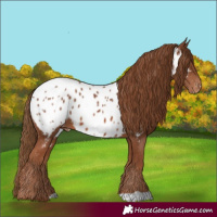 Horse Color:Chestnut Near Leopard