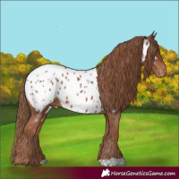 Horse Color:Chestnut Appaloosa 