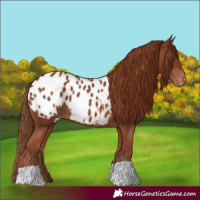 Horse Color:Chestnut Blanket 