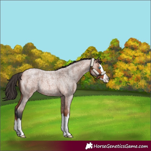 Horse Color:Bay Roan Splash Rabicano