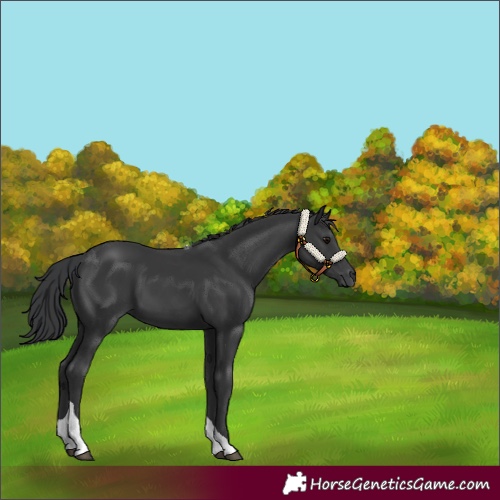 Horse Color:Black Tobiano