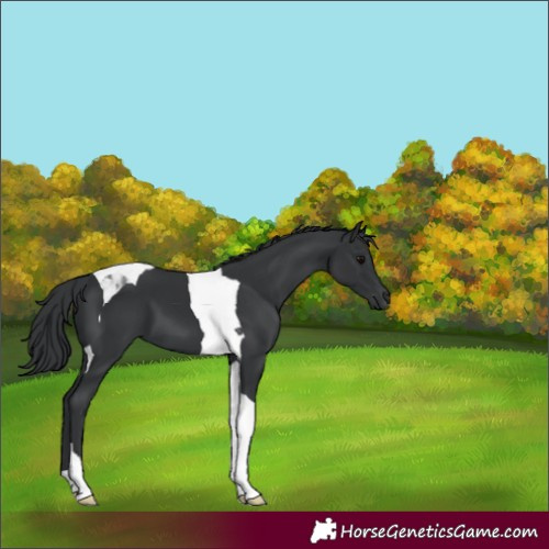 Horse Color:Black Tobiano