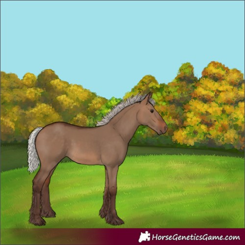 Horse Color:Silver Bay Dun