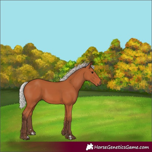 Horse Color:Silver Bay
