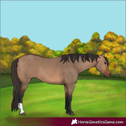 Horse Color:Bay Dun 