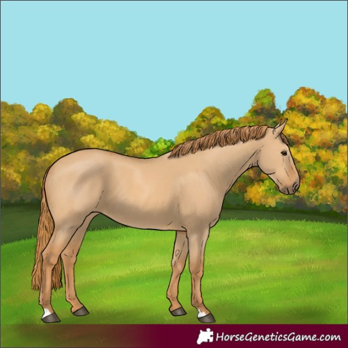 Horse Color:Red Dun 
