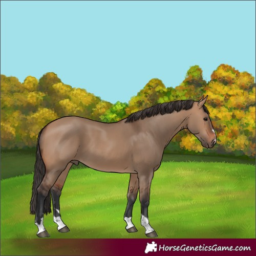 Horse Color:Bay Dun 