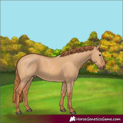 Horse Color:Red Dun