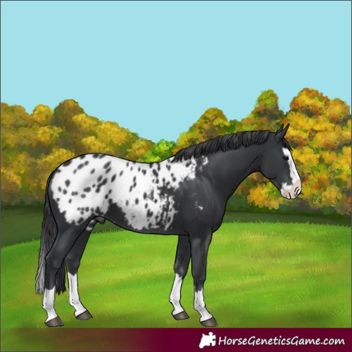 Horse Color:Unknown 