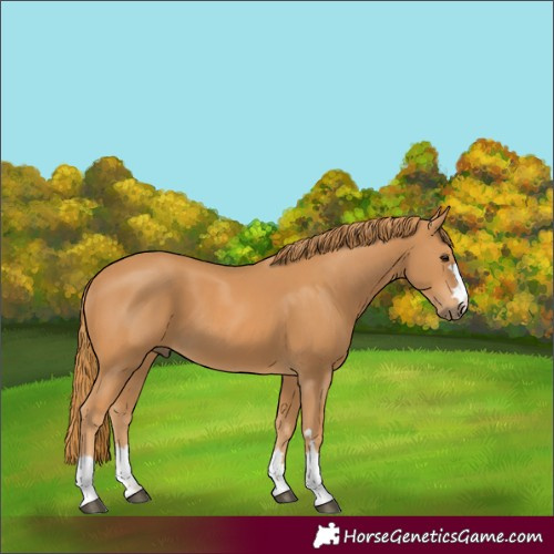 Horse Color:Chestnut 