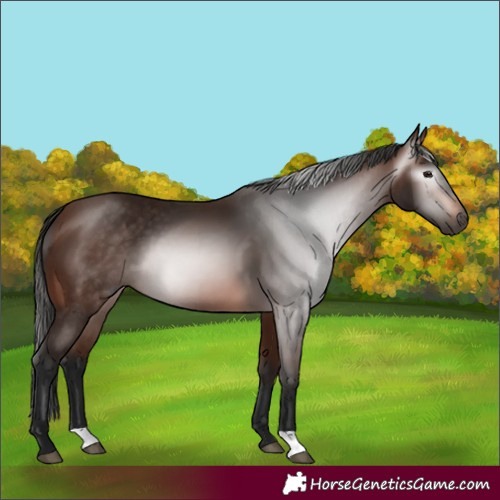 Horse Color:Gray Bay 