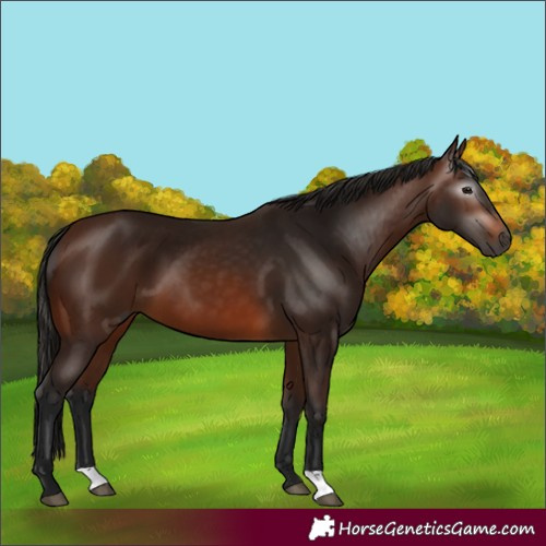 Horse Color:Gray Bay