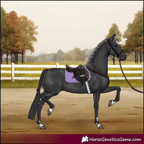 Horse Color:Black 