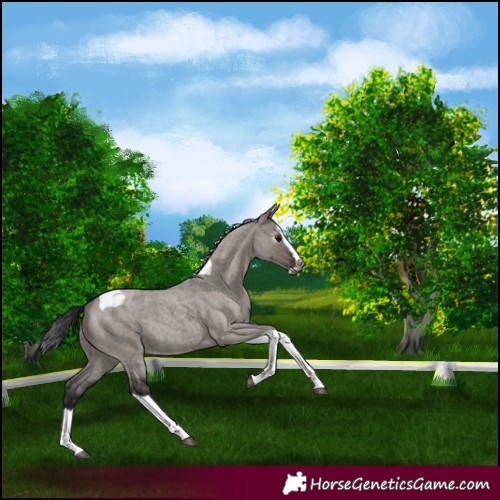 Horse Color:Gray Grullo Roan Splash Tobiano