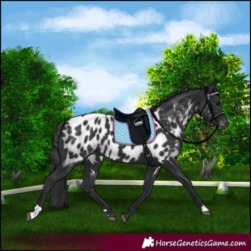 Horse Color:Black Appaloosa 
