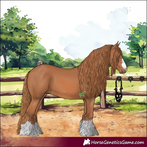 Horse Color:Chestnut 