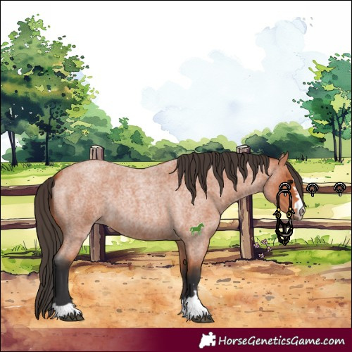 Horse Color:Bay Roan