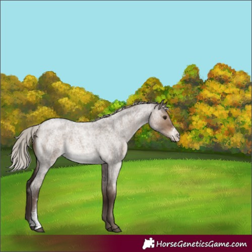 Horse Color:Silver Brown Roan Dun Sabino
