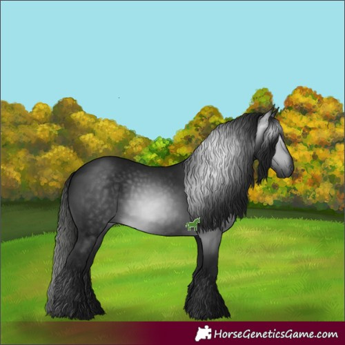 Horse Color:Gray Black 