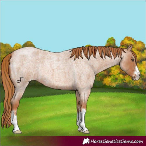Horse Color:Red Roan