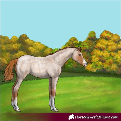 Horse Color:Red Roan 